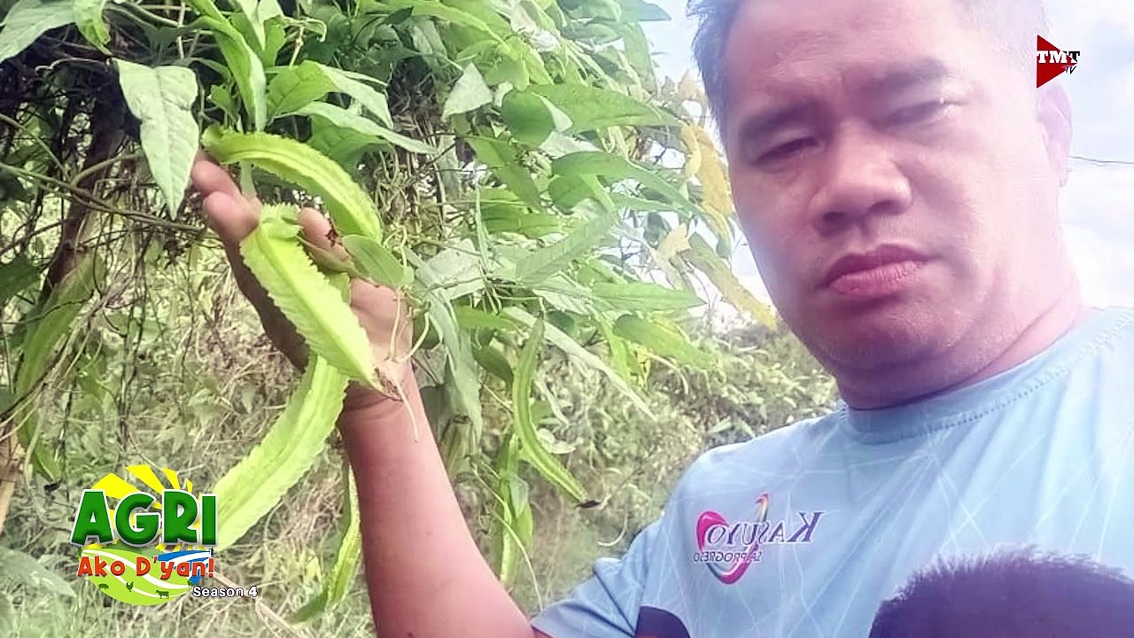 Sigarilyas