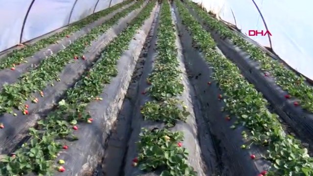 Soğuk hava çileği vurdu, fiyatı 2.5 kat arttı