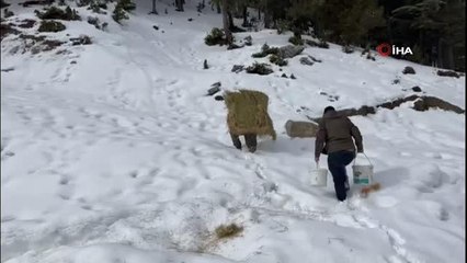Diz boyu kar üstünde yaban hayvanları için yonca balyası taşıdı