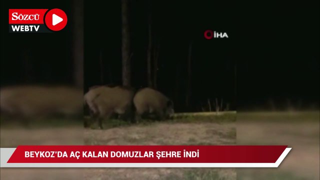 Beykoz’da aç kalan domuzlar şehre indi