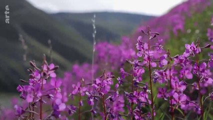 L'homme libre des Monts de Sibérie Orientale enfin filmés