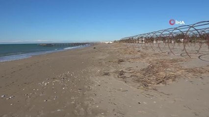 Manavgat Sahili'nde telef olmuş domuz bulundu