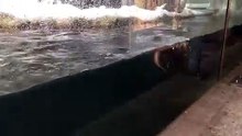 Alpenzoo Toni Times