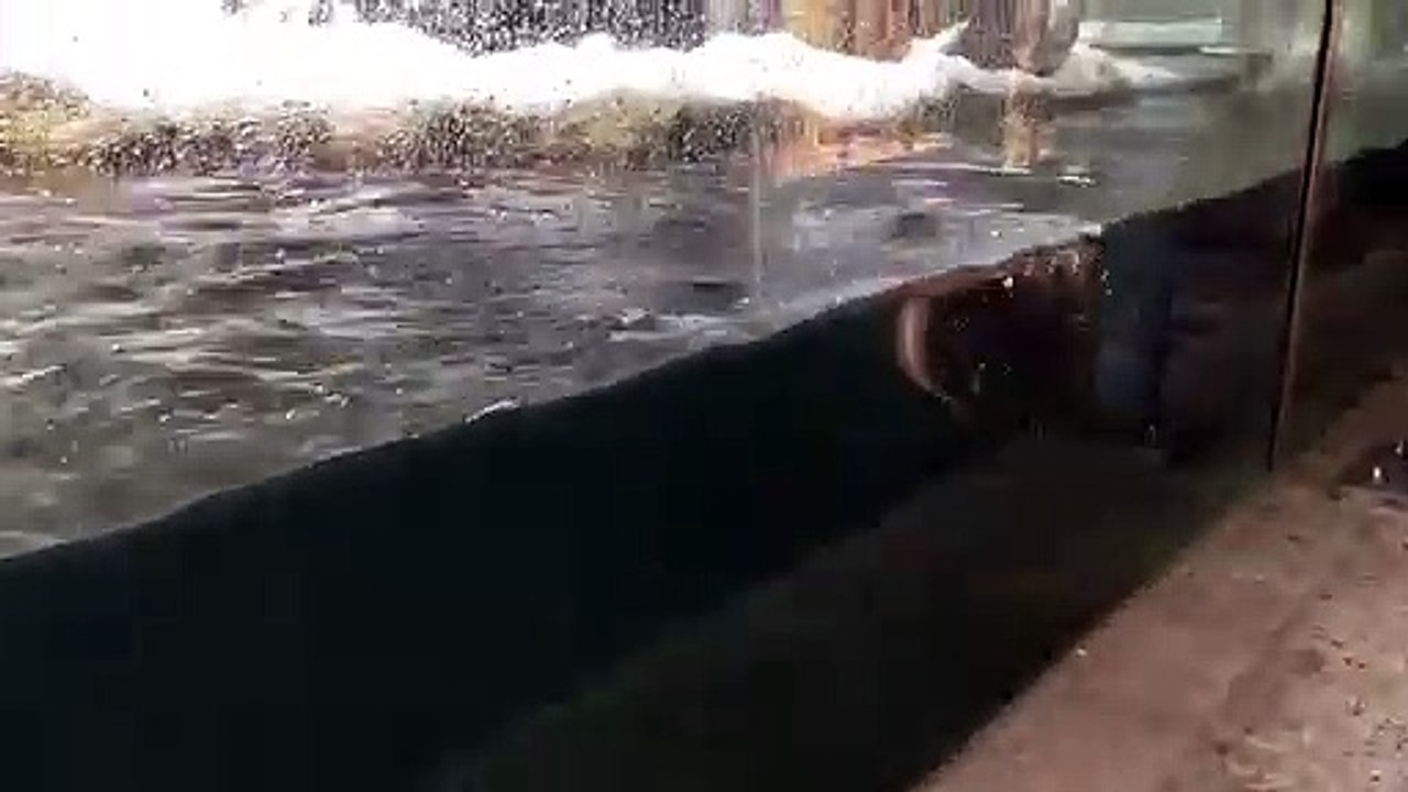 Alpenzoo Toni Times