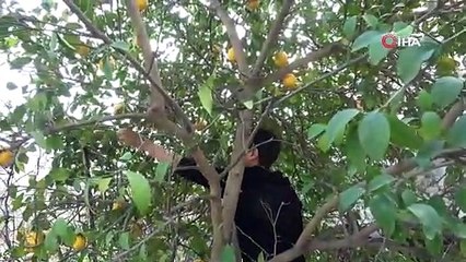 Dalında 1 lira, tatlısı 50 lira