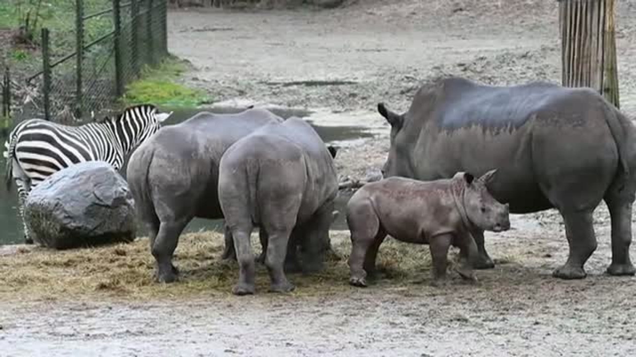 'Stark' es presentado en sociedad en el zoológico holandés de Arnhem