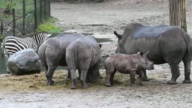 'Stark' es presentado en sociedad en el zoológico holandés de Arnhem