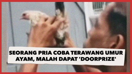 Aksi Kocak Seorang Pria Coba Terawang Umur Ayam, Endingnya Malah Dapat 'Doorprize'