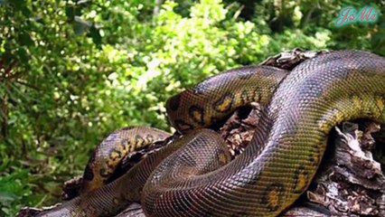 Trăn Nam Mỹ [Anaconda] Loài Trăn Khổng Lồ Đáng Sợ Nhất Hành Tinh