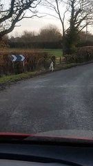 Colin the white wallaby spotted near Kenilworth