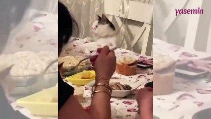 Ailesi ile masada yemek yiyen Down Sendromlu kedi
