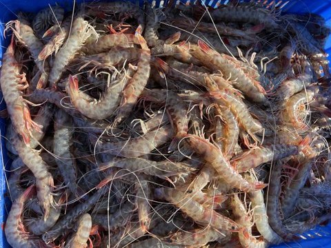 Tekirdağ'daki küçük tekne balıkçıları karides peşinde