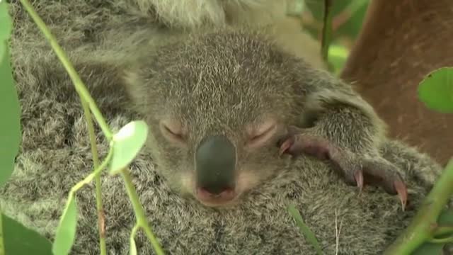 Australia declara a los koalas en peligro de extinción