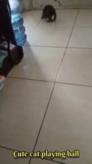 Cute Cat playing ball