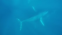 'Freedivers have UNREAL underwater encounter with humpback whales'