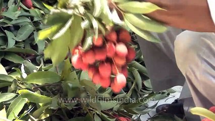 Fruit of freshness_ Indian Lychees plucked