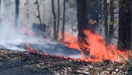 Koalas gelten als gefährdet