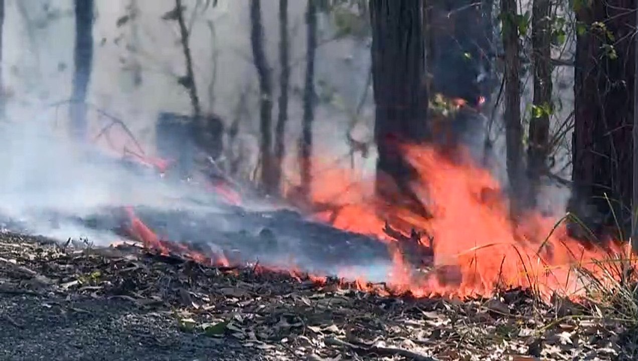 Koalas gelten als gefährdet