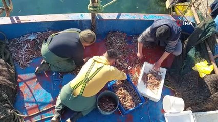 Marmara'da kıyı balıkçılığın umudu: Karides