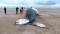 Calais, megattera di 10 metri trovata morta su una spiaggia