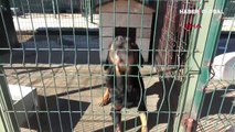 Yasaklı ırk köpekler müebbet hapse mahkum edildi