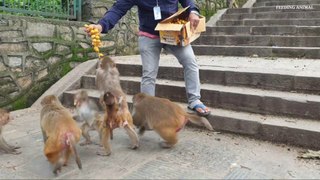 Feeding Yellow Dates fruits to the hungry monkey __ monkey love yellow dates fru_Full-HD
