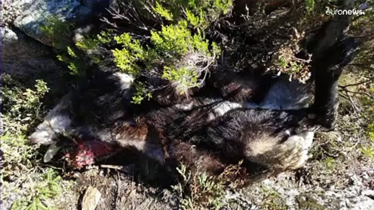 Ministério público investiga abate de cabras montesas em Portugal