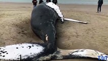 Une baleine de 10 mètres s’échoue sur une plage en France