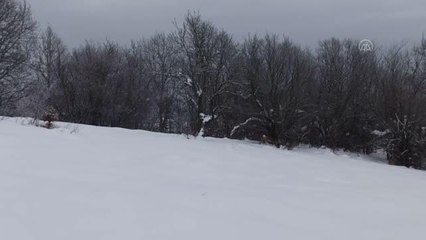 Karda ilerlemeye çalışan iki karaca yavrusu kameraya yansıdı