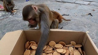 Feeding biscuits to monkey
