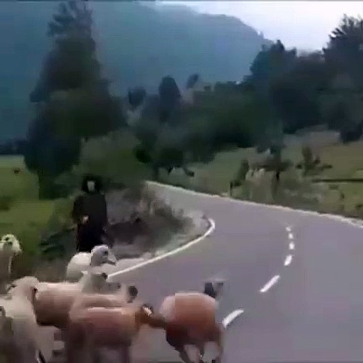 Cuando las ovejas se dan cuenta que están siendo engañadas...