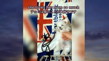 Zzomi the dog shows trust towards her mom_母への信頼を見せる子犬チョミ
