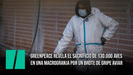 Greenpeace revela el sacrificio de 130.000 aves en una macrogranja por un brote de gripe aviar