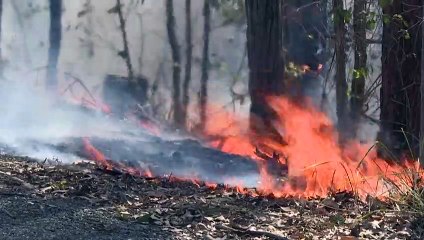 Australie : le koala est désormais une espèce officiellement en danger