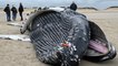 Une baleine à bosse de dix mètres s'échoue sur une plage du Pas-de-Calais