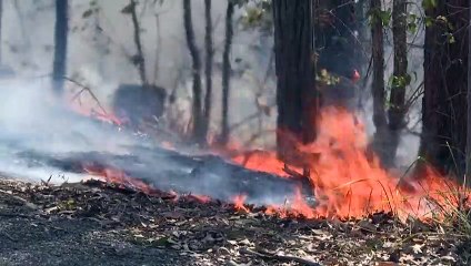 Власти Австралии внесли коал в список видов, находящихся под угрозой исчезновения