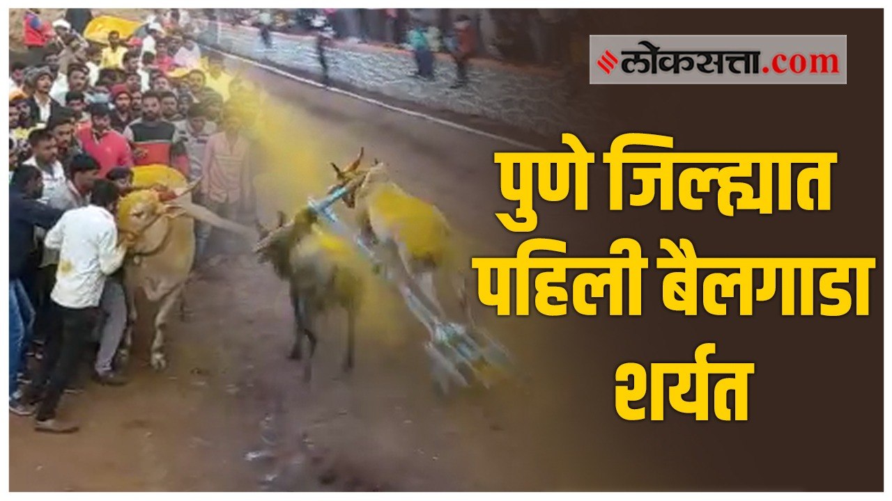 बंदी उठवल्यावर पुण्यात आंबेगाव इथे पहिल्या बैलगाडा शर्यतीचे आयोजन