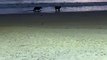 Capivaras são flagradas se refrescando em praia de Itajaí