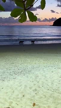 Capivaras são flagradas se refrescando em praia de Itajaí