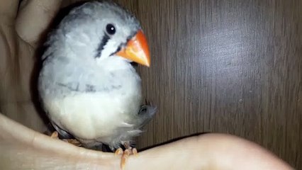 ZEBRA FINCH 20210223_061825