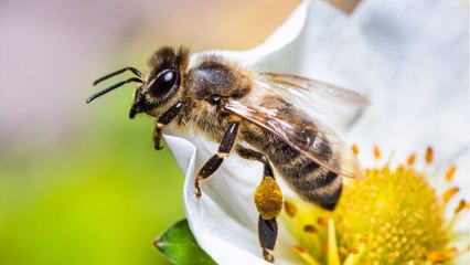Quelles différences y a-t-il entre une abeille domestique et une abeille sauvage ?