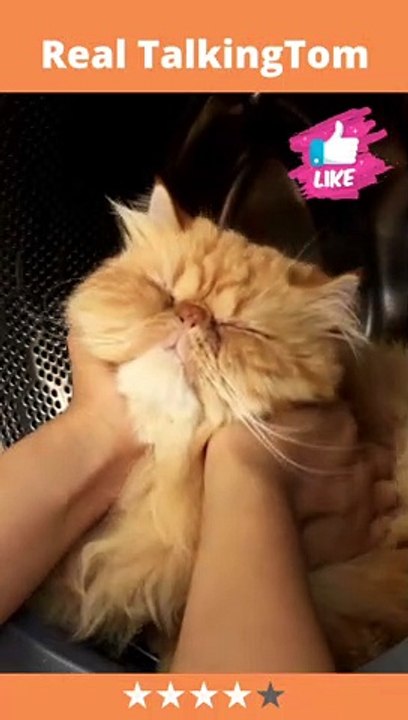 Baby Cats || Cute Cat Completion || Pets & Animals Lovers