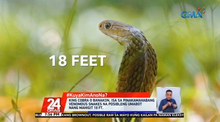 #KuyaKimAnoNa?: King Cobra o Banakon, isa sa pinakamahabang venomous snakes na posibleng umabot nang mahigit 18ft | 24 Oras
