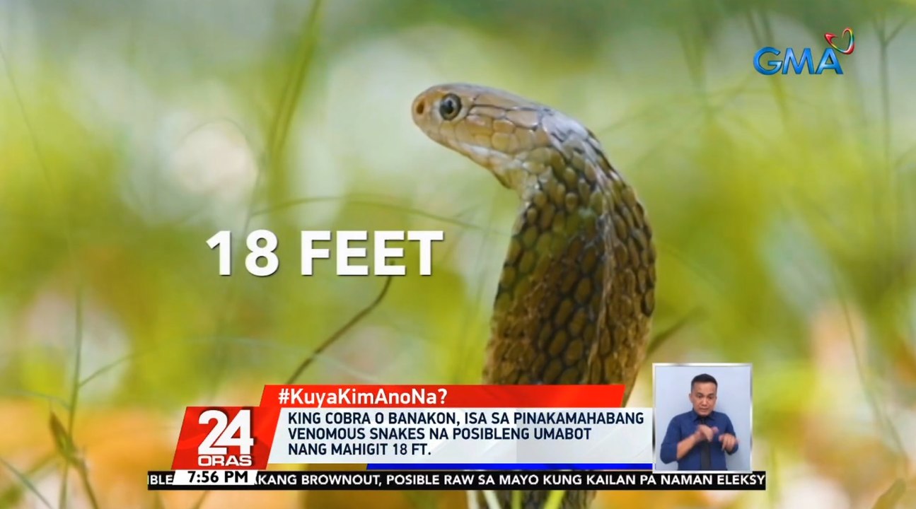 #KuyaKimAnoNa?: King Cobra o Banakon, isa sa pi...