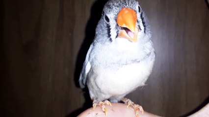 ZEBRA FINCH 20210223_062041