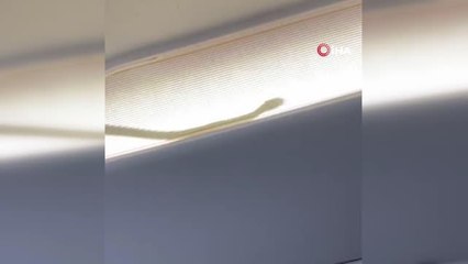 Malezya'da uçağa yılan girdi, acil iniş yapıldı