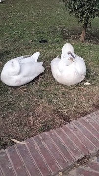 Duck And Geese Sounds Video By Kingdom of Awais