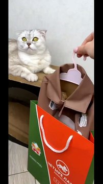 Cute cat videos | #10 | Cat Videos |Funny videos |Baby Cat | #cats #catvideos