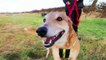 Dogs Trust Leeds: Lurcher Jake is looking for a forever home this Valentine's Day