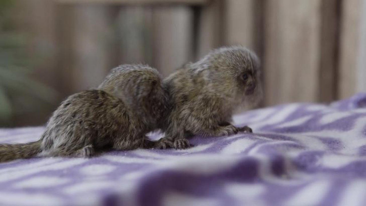 ILLAWARRA MERCURY Symbio video of twin Pigmy Marmoset babies. Video Kevin Fallon